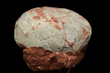 Dinosaurus - Gefossiliseerd ei - Hadrosaurus or