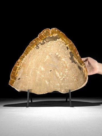 C - Prachtige plak versteend hout op een op maat gemaakte
