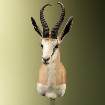 Springbok Taxidermie Opgezette Dieren By Max, Ophalen of Verzenden, Nieuw, Wild dier, Opgezet dier