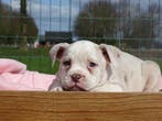 Old English Bulldog-pups, teefjes! Mogen mee, Parvo, Nederland, 8 tot 15 weken, Bulldog