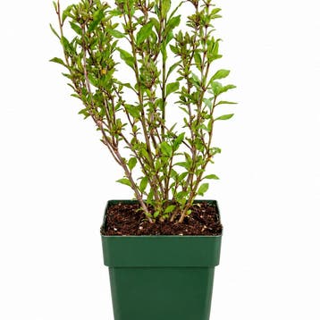 Goji Bessen ‘Princess Tao’ container (P13) Purper, Paars, Verzenden