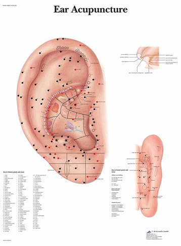 Anatomie poster ooracupunctuur (gelamineerd, 50x67 cm) +..., Nieuw