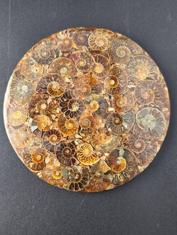 Ammoniet - Gefossiliseerd dier - Aioloceras (Cleoniceras), Verzamelen, Mineralen en Fossielen