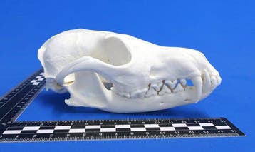 Schedel van de rode vos Schedel - Vulpes vulpes - 0 cm - 0, Verzamelen, Dierenverzamelingen, Nieuw