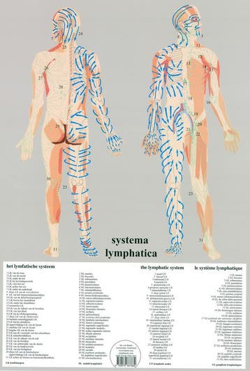 Anatomie poster lymfe (Nederlands, gelamineerd, A2) + op..., Nieuw