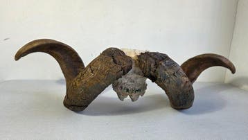 Schaap Schedel met gewei - Ram - 20 cm - 68 cm - 30 cm-