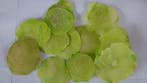 Capiz Camar schelpen Appelgroen 500 gram, Ophalen of Verzenden, Nieuw