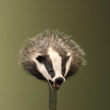 Das Taxidermie Opgezette Dieren By Max, Verzamelen, Dierenverzamelingen, Ophalen of Verzenden, Nieuw, Wild dier, Opgezet dier