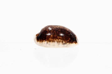 Mauritia eglantina eglantina | Snelle zwarte kauri -, Verzamelen, Nieuw