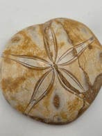 Fossiele zee-egel (echinoïde) – Gepolijst exemplaar met, Verzamelen