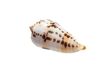 Conus (Asprella) phuketensis - Zeldzaam GROTE MAAT -, Verzamelen, Nieuw
