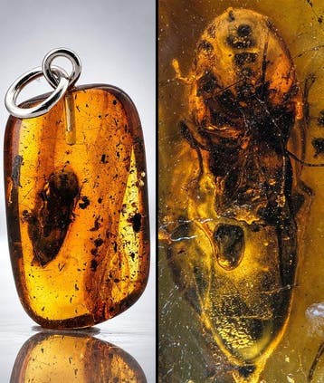 Stralende goud-oranje amberhanger met FLY Fossil – 925