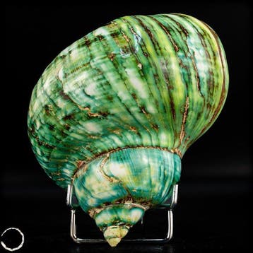 Natuurlijke groene Turbo-schelp (Turbo marmoratus) – Grote, Verzamelen