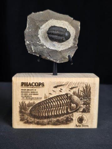Trilobiet - Gefossiliseerd dier - Phacops (Zonder
