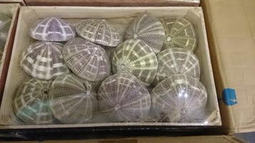 Zeeegel Sea Urchin Alfonso Naturel LET OP 10 stuks, Ophalen of Verzenden, Nieuw