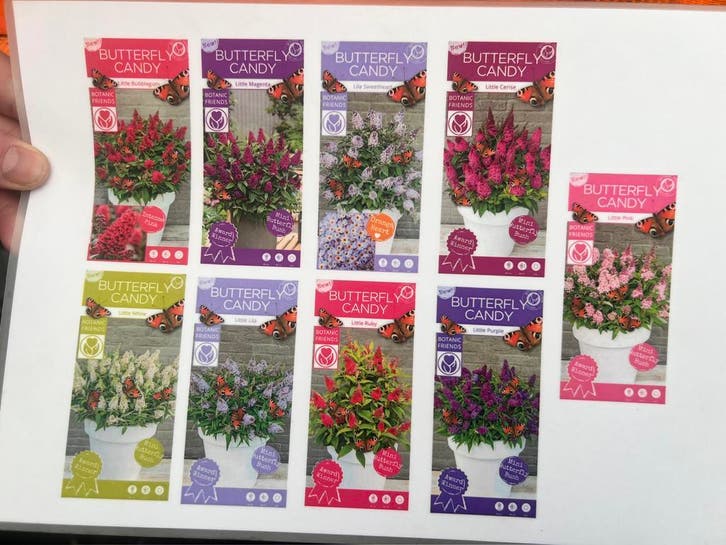 Buddleija butterfly , Dwerg vlinderstruiken in 9 kleuren, Tuin en Terras, Planten | Tuinplanten, Overige soorten, Vaste plant