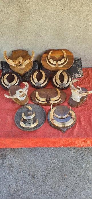 Wrattenzwijn Set tanden - Phacochoerus africanus - lot, Nieuw