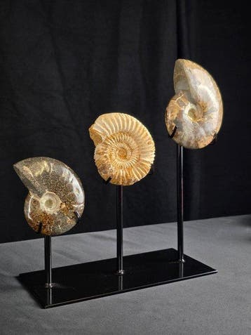 Ammoniet - Gefossiliseerd dier - Decorative Collection of 3, Antiek en Kunst