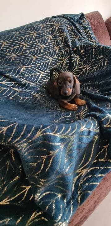 Nestje dwergteckel pups! (Nog twee reutjes), Parvo, 8 tot 15 weken, Meerdere, Nederland