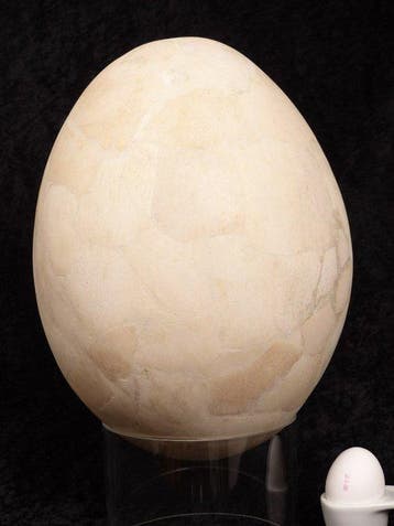 Olifantsvogel - Gefossiliseerd ei - Aepyornis maximus - 33, Verzamelen