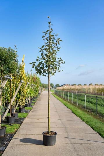 Sorbus intermedia hoogstam 8/10