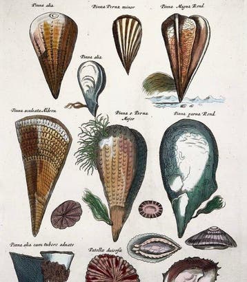 Matthäus Merian (b1593) Hand coloured folio - Sea Shells:, Antiek en Kunst