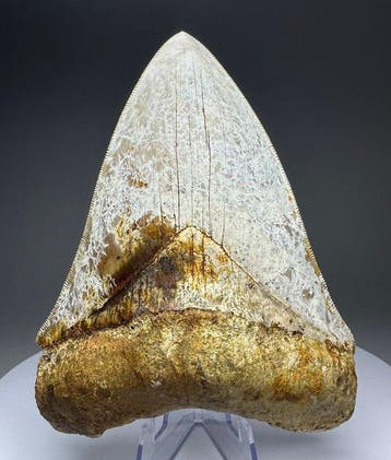 Megalodon - Fossiele tand - 14 cm - 10.5 cm, Verzamelen