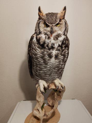 Grote gehoornde uil Taxidermie volledige montage - Bubo, Nieuw