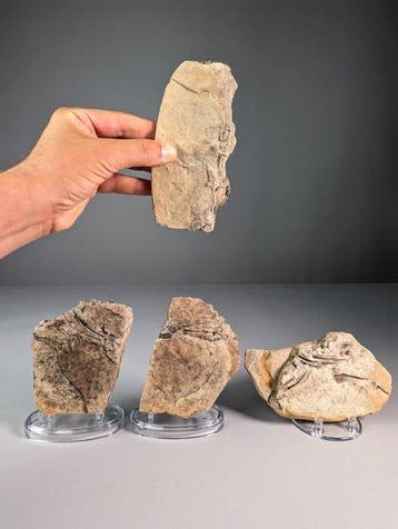 Claudiosaurus Fossiele botafdrukken - Fossiele plaatmatrix -, Verzamelen