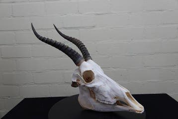 Blesbok Schedel - Damaliscus pygargus phillipsi - 0 cm - 0, Nieuw