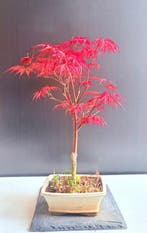 Japanese maple bonsai (Acer palmatum) - Hoogte (boom): 38 cm