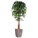 Ficus kunstplant, H210cm, Ophalen of Verzenden, Overige soorten, 200 cm of meer