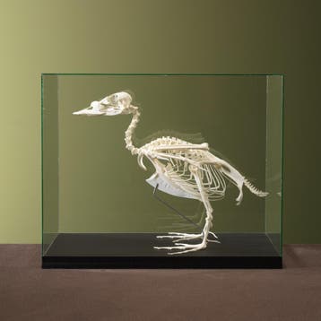 Zwarte Zee-eend Skelet Taxidermie Opgezette Dieren By Max, Ophalen of Verzenden, Nieuw, Vogel, Opgezet dier