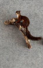 Red Squirrel - Taxidermie volledige montage - Sciurus, Nieuw