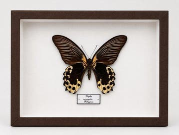 Vlinder Taxidermie wandmontage - Papilio rumanzovia - 20 cm, Antiek en Kunst