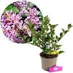 Syringa patula Miss Kim  + pot 17cm, Verzenden