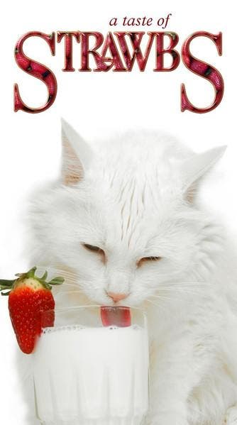 cd box - Strawbs (SEALED) - A Taste Of Strawbs, Cd's en Dvd's, Verzenden, Zo goed als nieuw