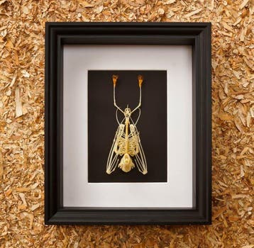 Skelet vleermuis Taxidermie volledige montage - Skelet, Antiek en Kunst