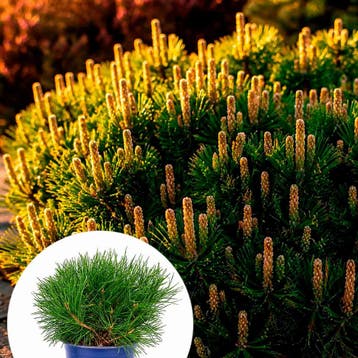 Pinus mugo mughus container (P15) Coniferen, Groen, Verzenden, Conifeer, Struik