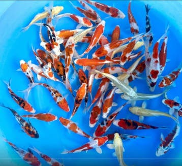 Sakazume 13-15cm (Japanse Koi), Dieren en Toebehoren, Karper of Koi