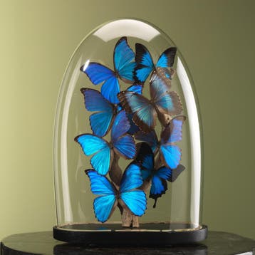 Vlinders in Antieke Stolp Taxidermie Opgezette Dieren By Max, Ophalen of Verzenden, Nieuw, Insect, Opgezet dier