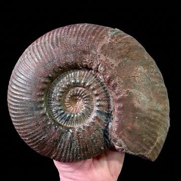 Ammoniet - Gefossiliseerde schelp - Hammatoceras speciosum -, Verzamelen