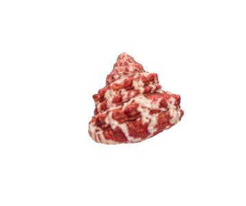 Trochus sacellum – 23 mm – Perfecte GEM-kwaliteit uit
