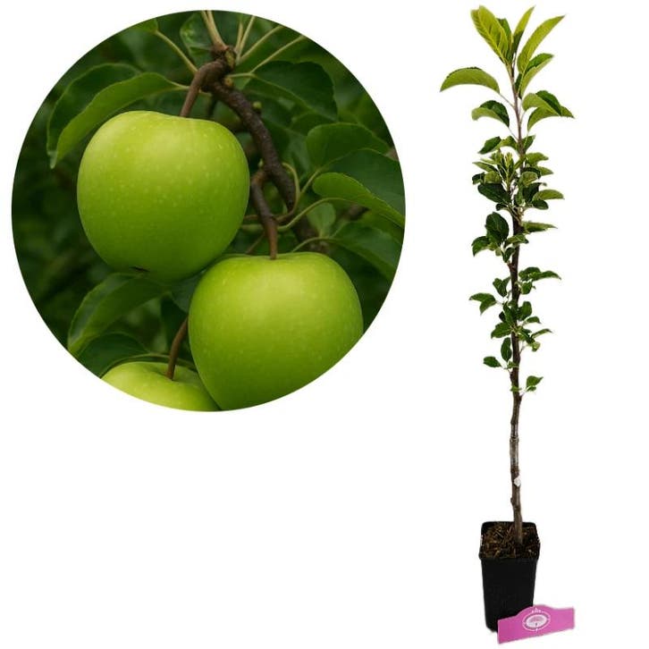 Appelboom Granny Smith, Tuin en Terras, Planten | Fruitbomen, Volle zon, Verzenden