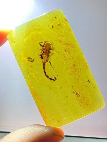 Amber - Barnsteen - Scorpion - 46 mm - 26.4 mm