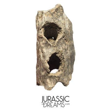 Zeer zeldzaam 7,5 cm Sarcosuchus imperator krokodil