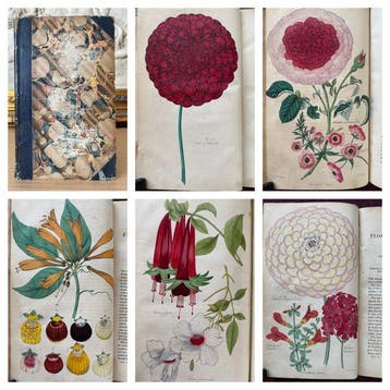 Joseph Harrison - The Floricultural Cabinet Vol. 5 [13 hand