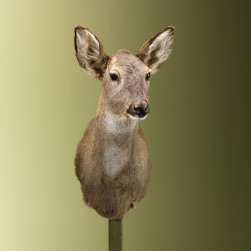 Reebok Wintervacht V Taxidermie Opgezette Dieren By Max, Ophalen of Verzenden, Nieuw, Wild dier, Opgezet dier