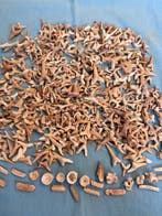 600 stuks haaientanden incl. wervels, Dino en meer !!!! -, Verzamelen, Mineralen en Fossielen