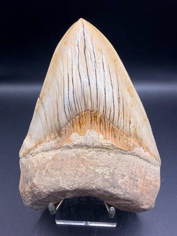 Megalodon - Fossiel skelet - Carcharocles megalodon - 15.13